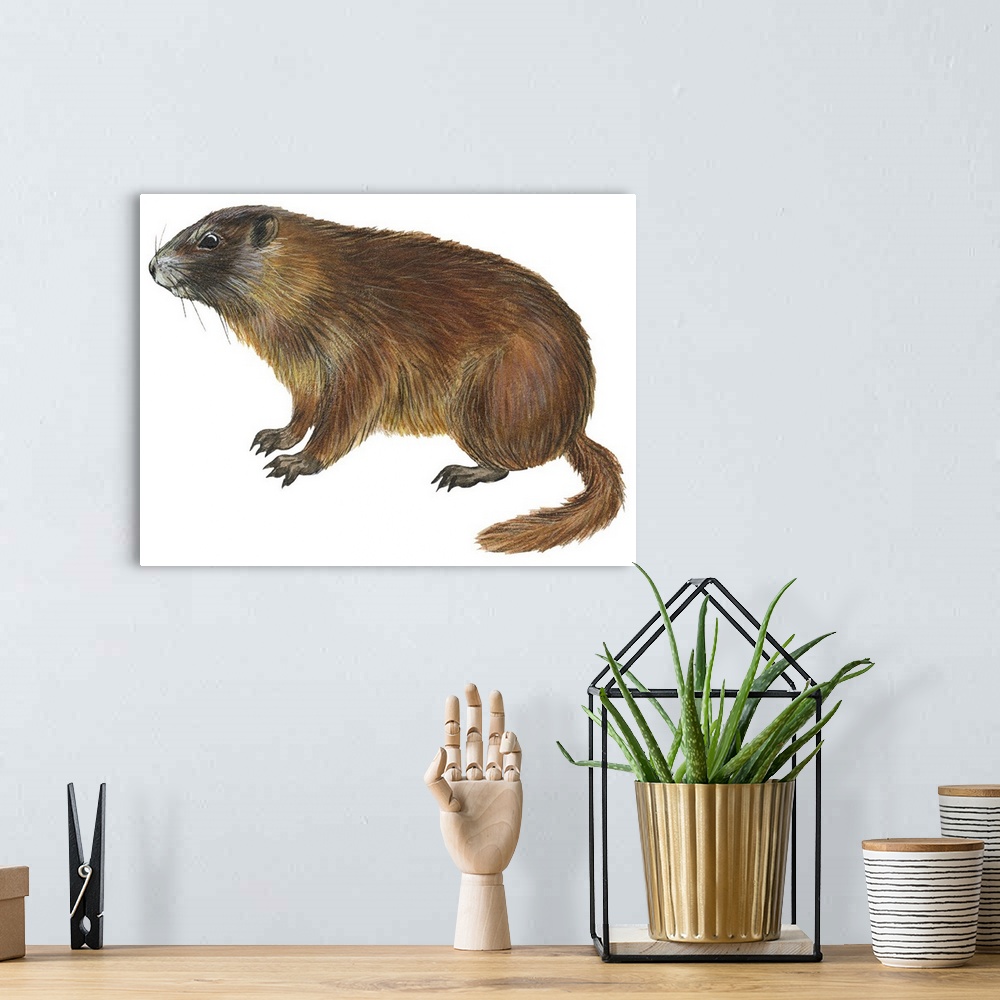 A bohemian room featuring Yellow-Bellied Marmot (Marmota Flaviventris)