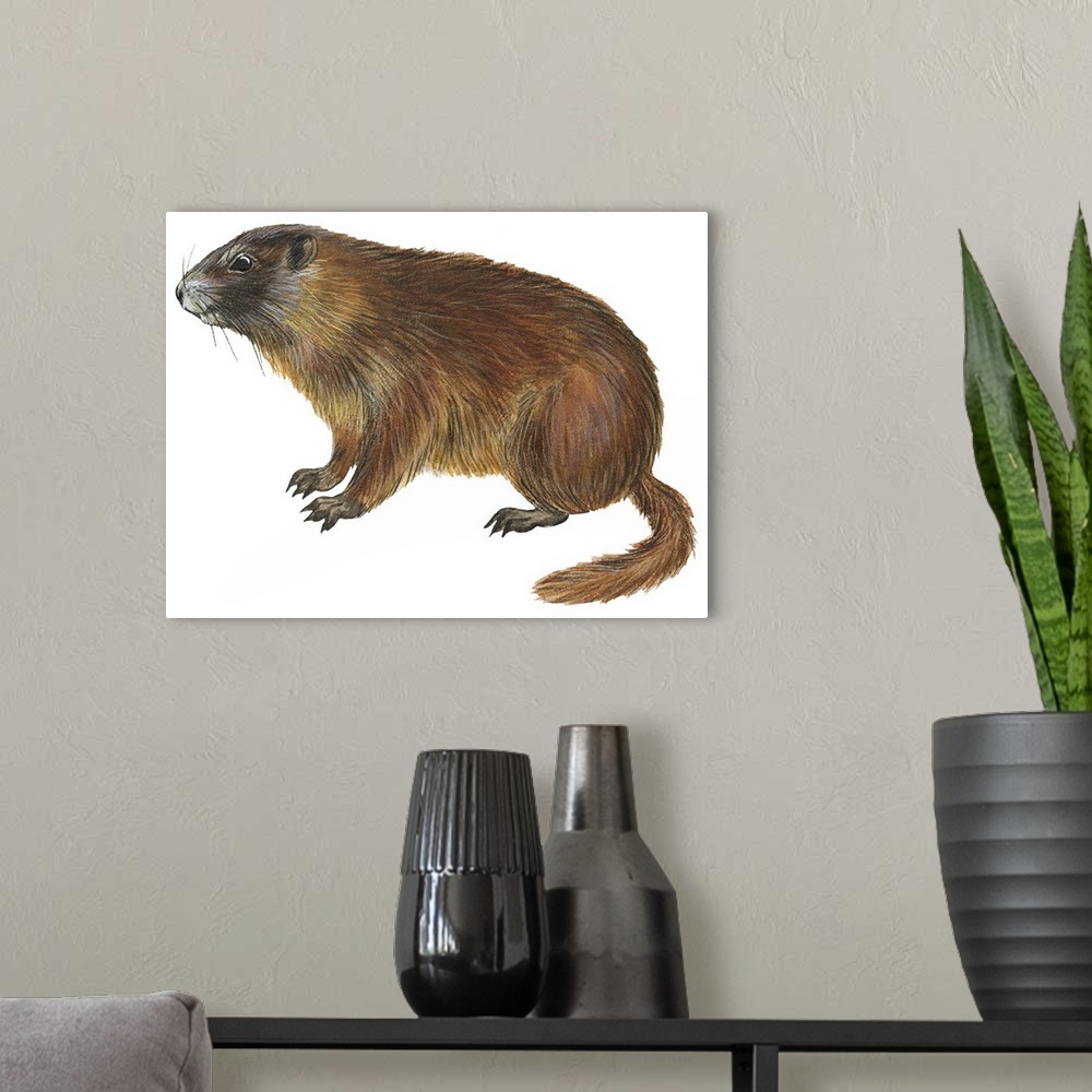 A modern room featuring Yellow-Bellied Marmot (Marmota Flaviventris)