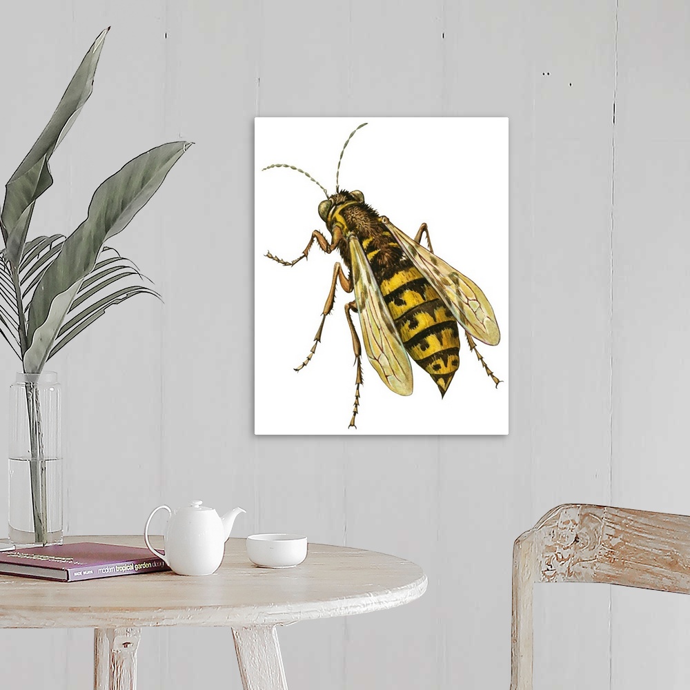A farmhouse room featuring Yellow Jacket (Vespidae), Wasp