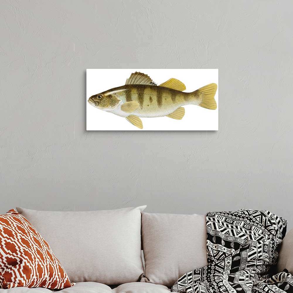 A bohemian room featuring Yellow Perch (Perca Flavescens)