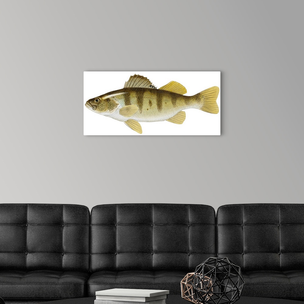 A modern room featuring Yellow Perch (Perca Flavescens)