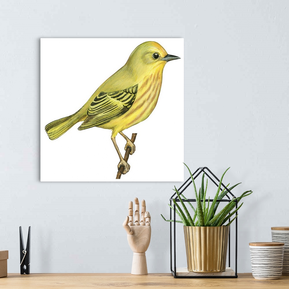 A bohemian room featuring Educational illustration of the yellow warbler.