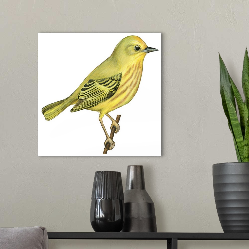 A modern room featuring Educational illustration of the yellow warbler.