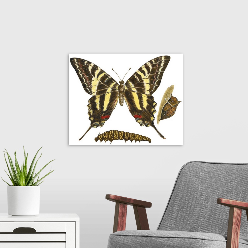 A modern room featuring Zebra Swallowtail Butterfly, Caterpillar, And Pupae (Eurytides Marcellus)