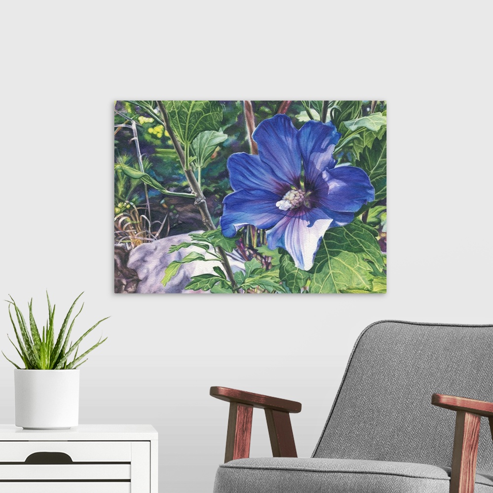 A modern room featuring This is a blue rose of sharon--the first bloom from a brand new plant. I like the range of colors...