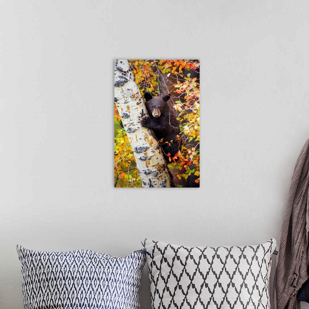 A bohemian room featuring Bear Cub in Tree