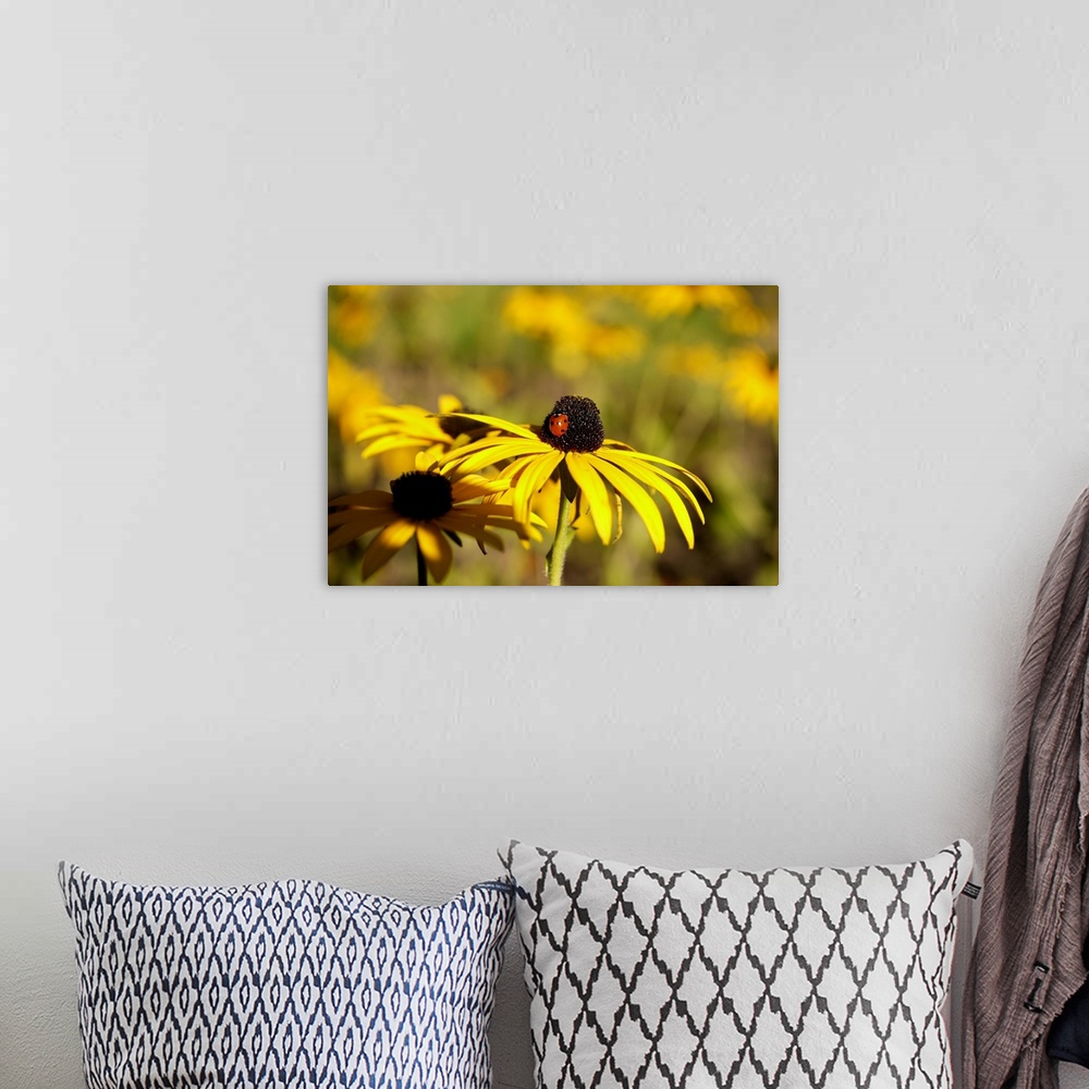 A bohemian room featuring Black Eyed Susan and Ladybug