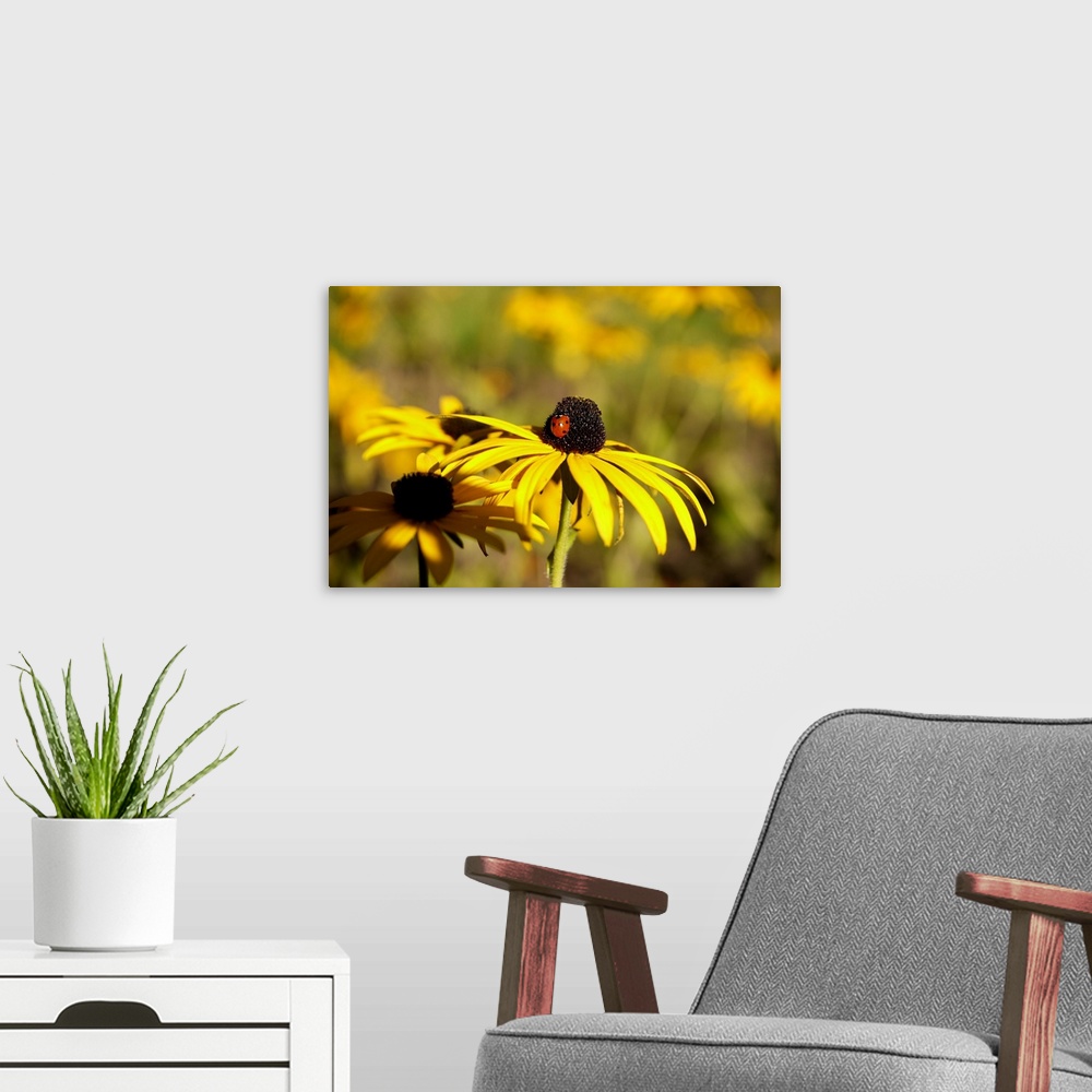 A modern room featuring Black Eyed Susan and Ladybug
