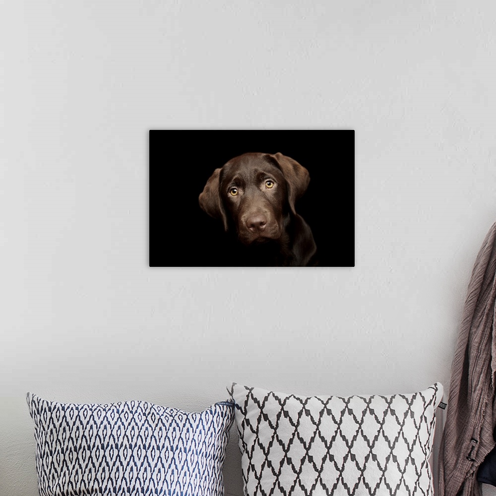 A bohemian room featuring Chocolate Labrador Puppy