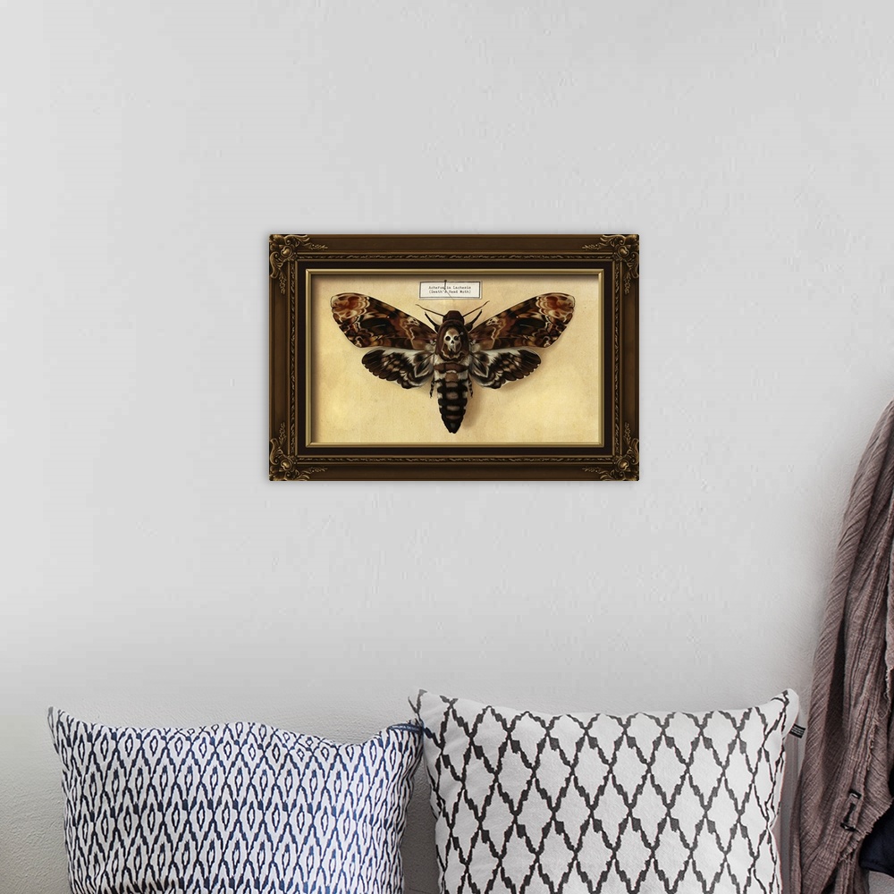 A bohemian room featuring Death's Head Moth: Retro Art Poster