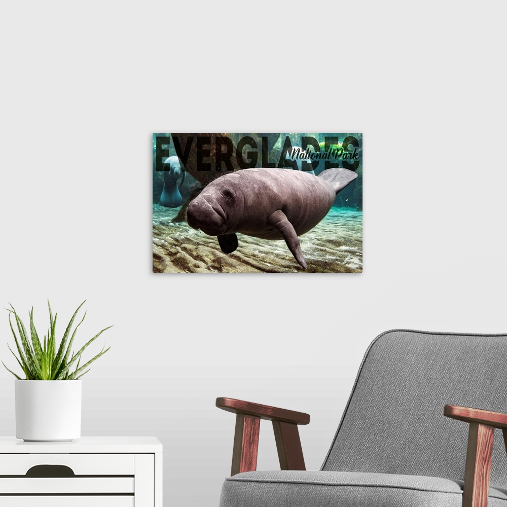 A modern room featuring Everglades National Park, Manatee: Travel Poster