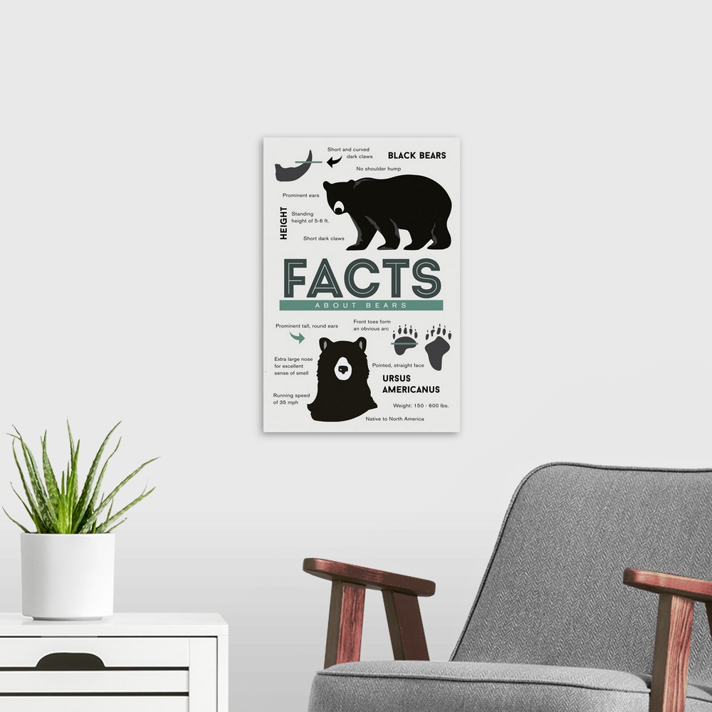 A modern room featuring Facts About Black Bears