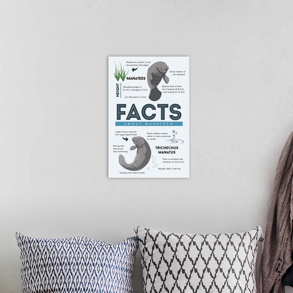 A bohemian room featuring Facts About Manatees