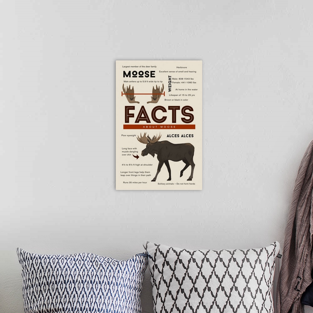 A bohemian room featuring Facts About Moose
