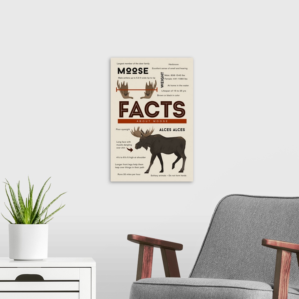 A modern room featuring Facts About Moose