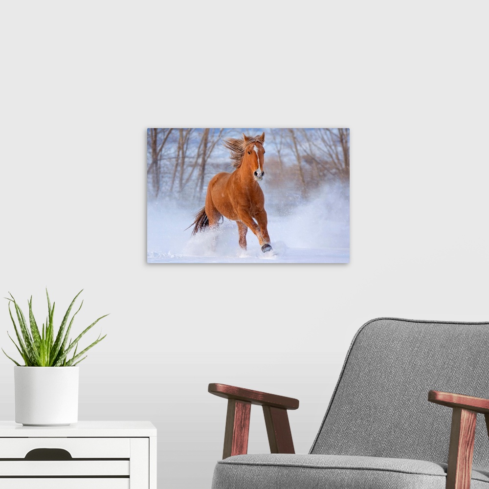 A modern room featuring Horse in Snow