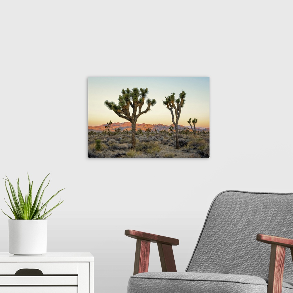 A modern room featuring Joshua Tree National Park At Sunset