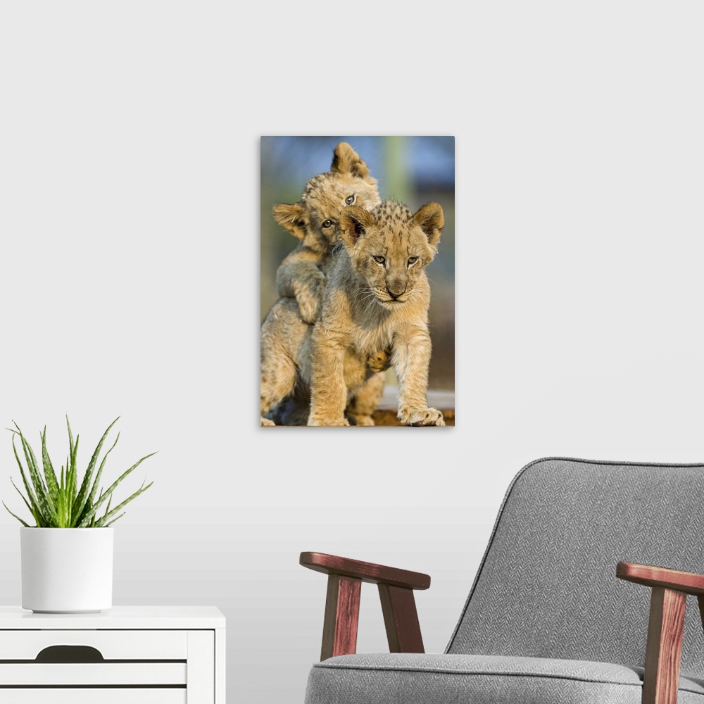 A modern room featuring Lion Cubs Playing