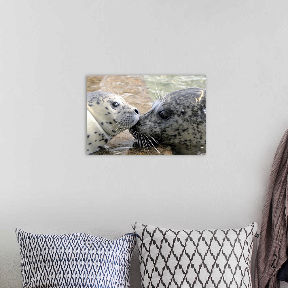 A bohemian room featuring Mother and Baby Seal