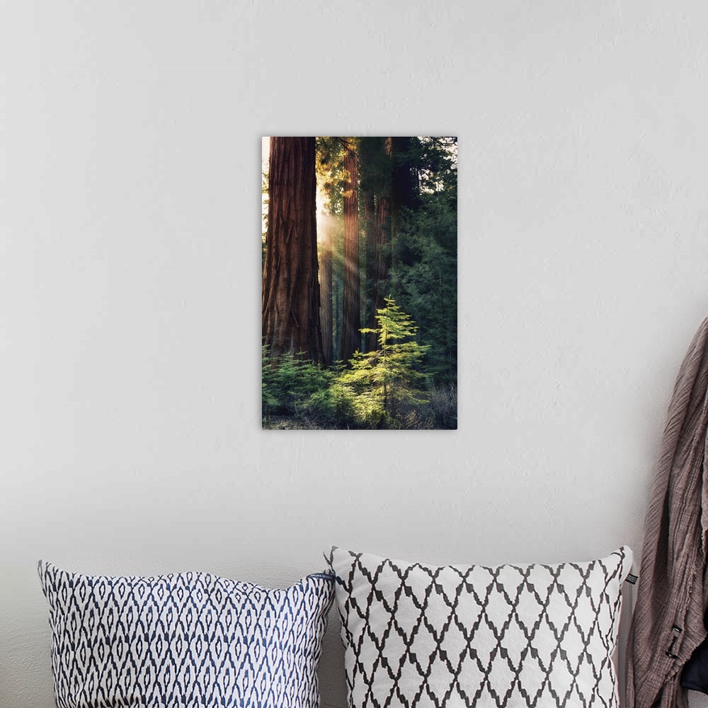 A bohemian room featuring Redwood National Park, California - Sunlit Trees