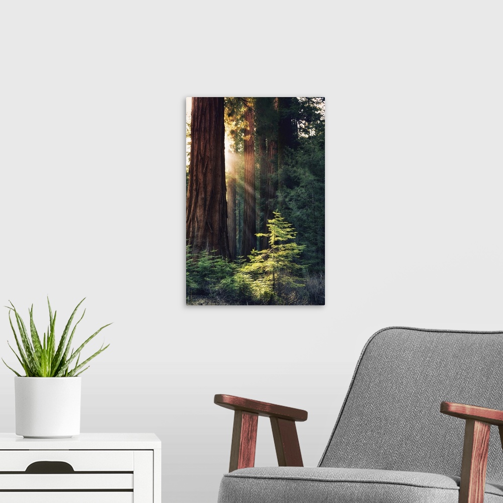 A modern room featuring Redwood National Park, California - Sunlit Trees