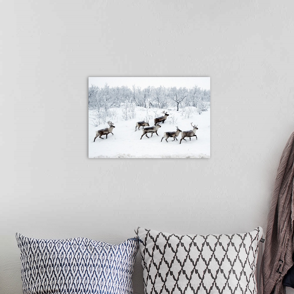 A bohemian room featuring Reindeer In Snow