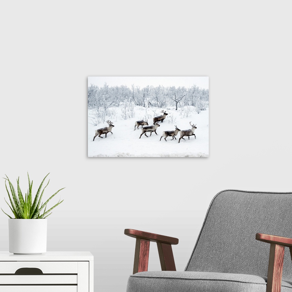 A modern room featuring Reindeer In Snow