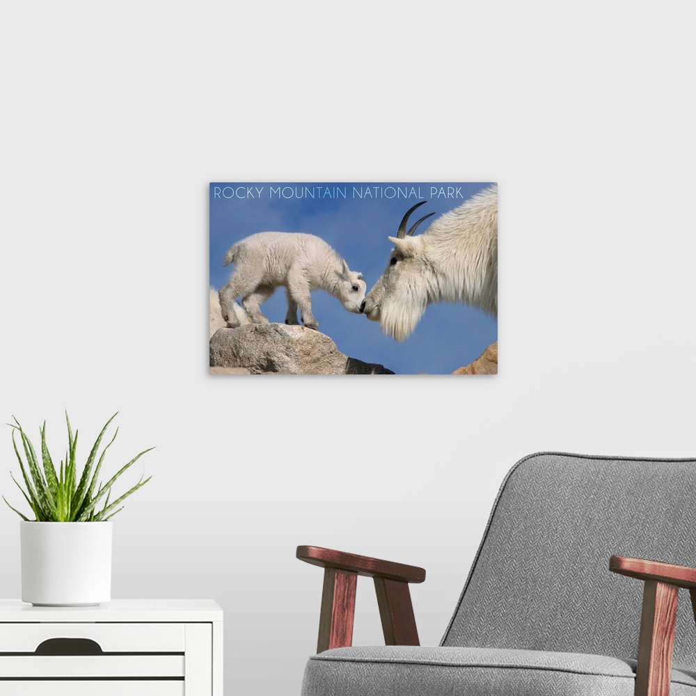 A modern room featuring Rocky Mountain National Park, Colorado, Mountain Goat and Kid