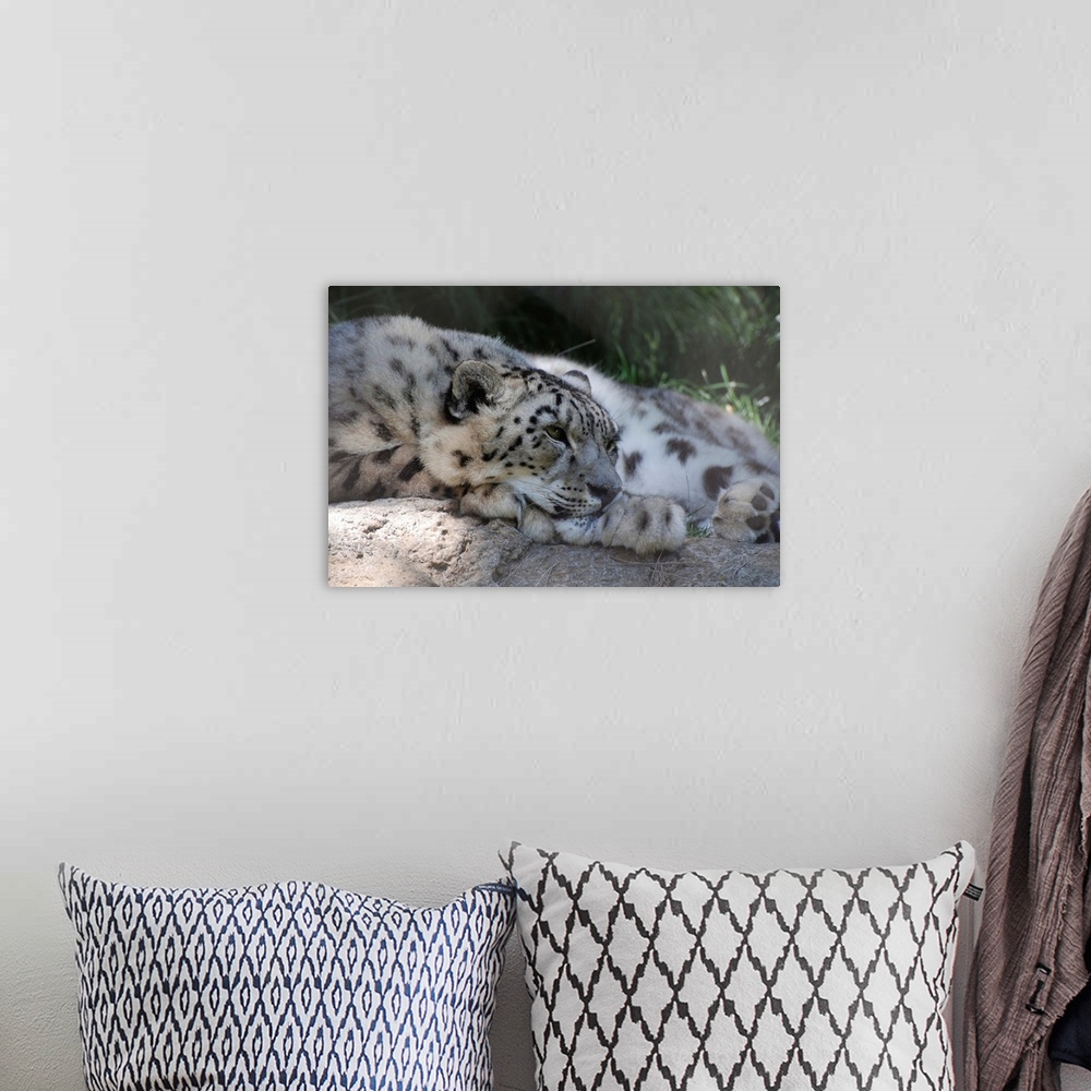 A bohemian room featuring A snow leopard resting of a bolder.