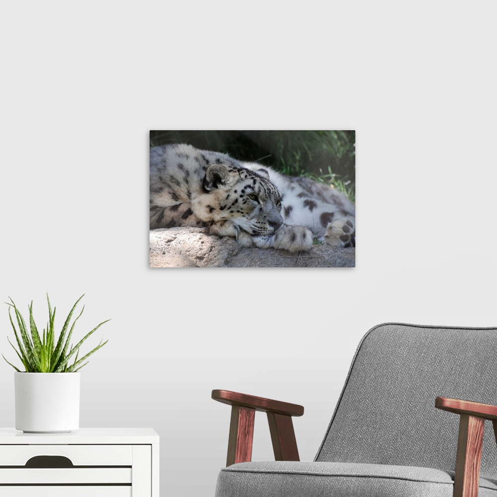 A modern room featuring A snow leopard resting of a bolder.