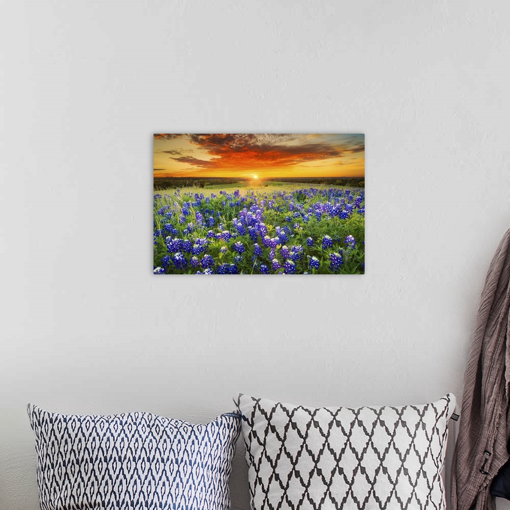 A bohemian room featuring Texas Bluebonnet Flower Field & Sunset