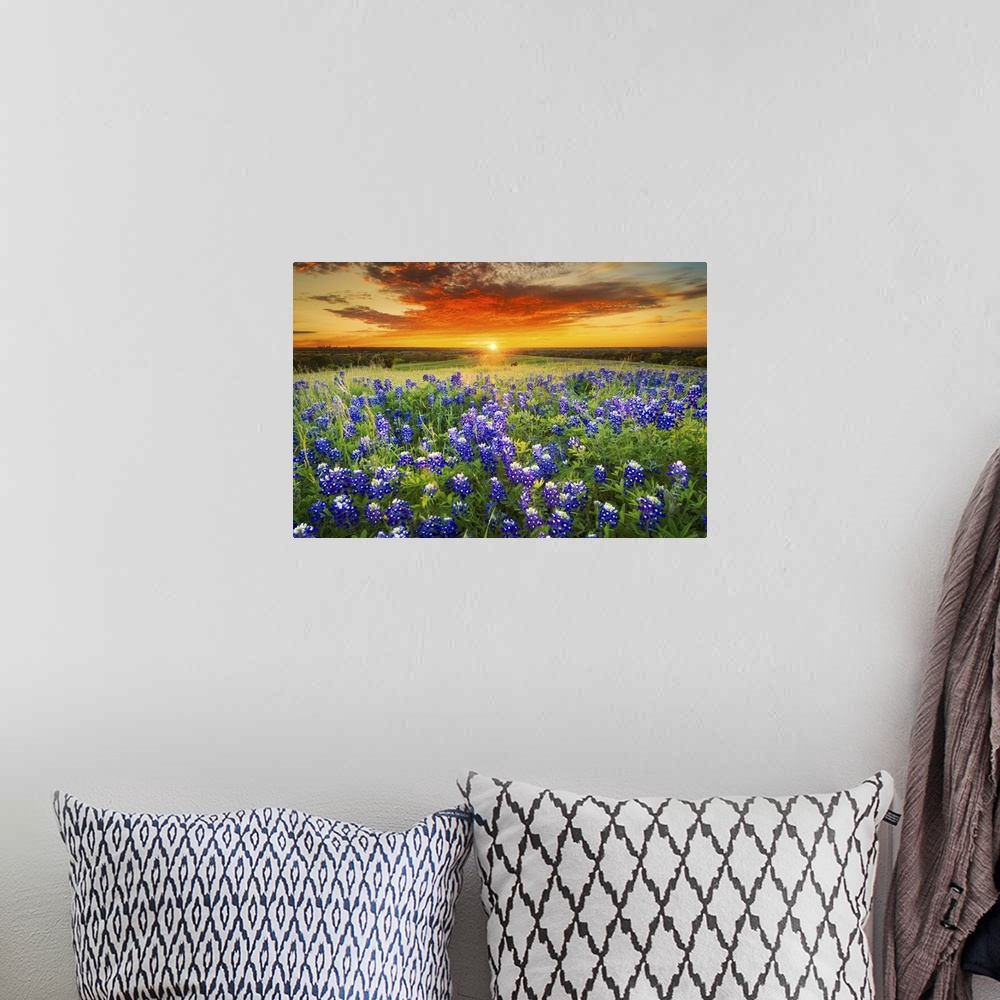 A bohemian room featuring Texas Bluebonnet Flower Field & Sunset