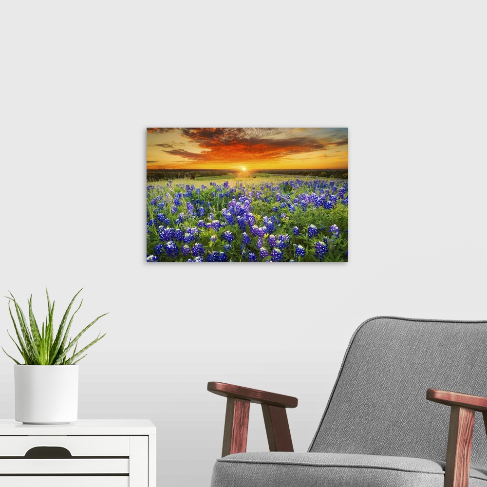 A modern room featuring Texas Bluebonnet Flower Field & Sunset