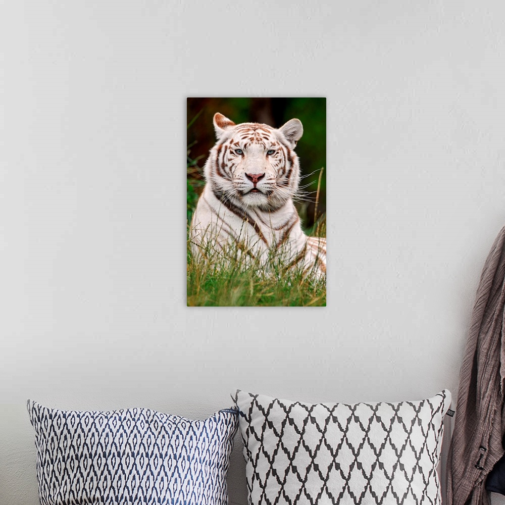 A bohemian room featuring White Tiger in Grass