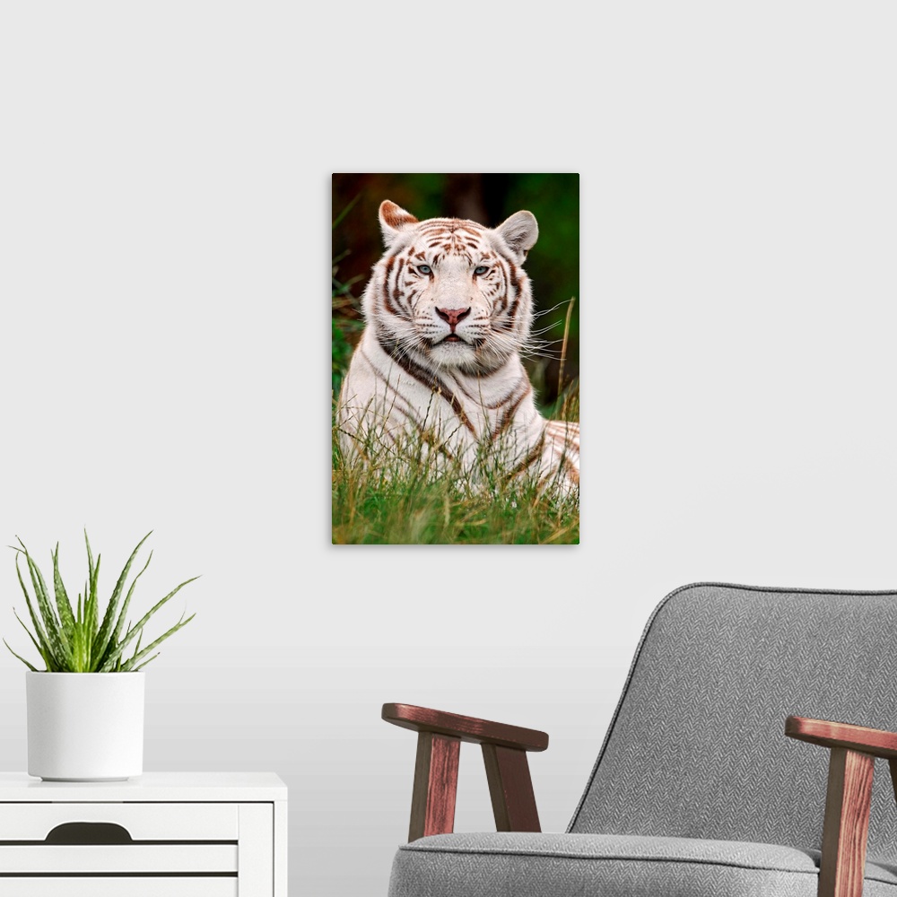 A modern room featuring White Tiger in Grass