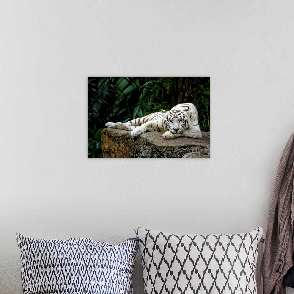 A bohemian room featuring White Tiger Laying Down