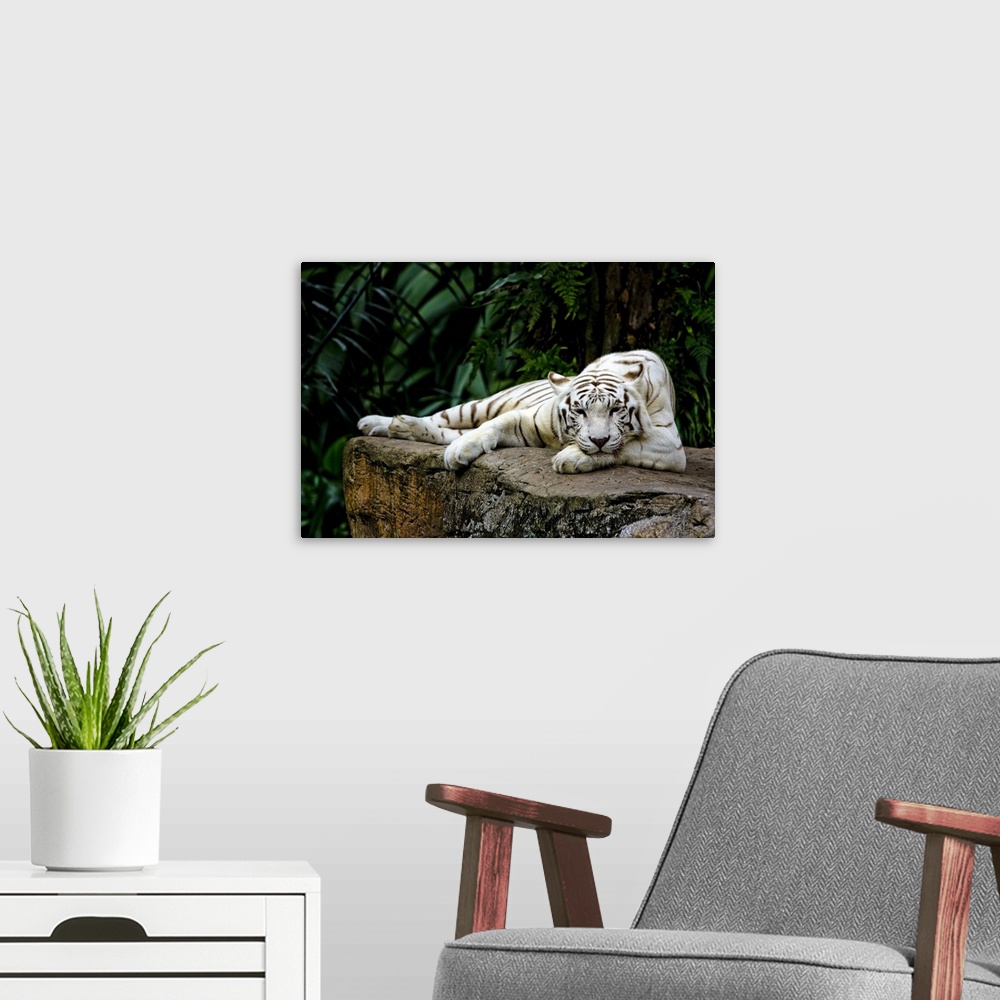 A modern room featuring White Tiger Laying Down