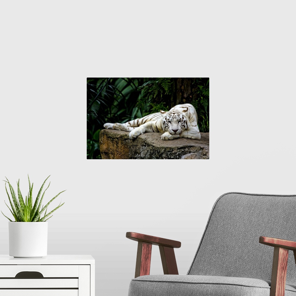 A modern room featuring White Tiger Laying Down