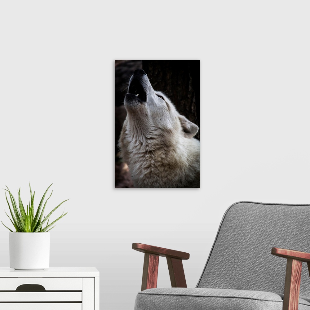 A modern room featuring Wolf Howling