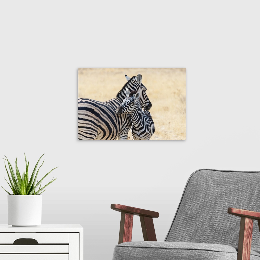 A modern room featuring Zebra and Baby