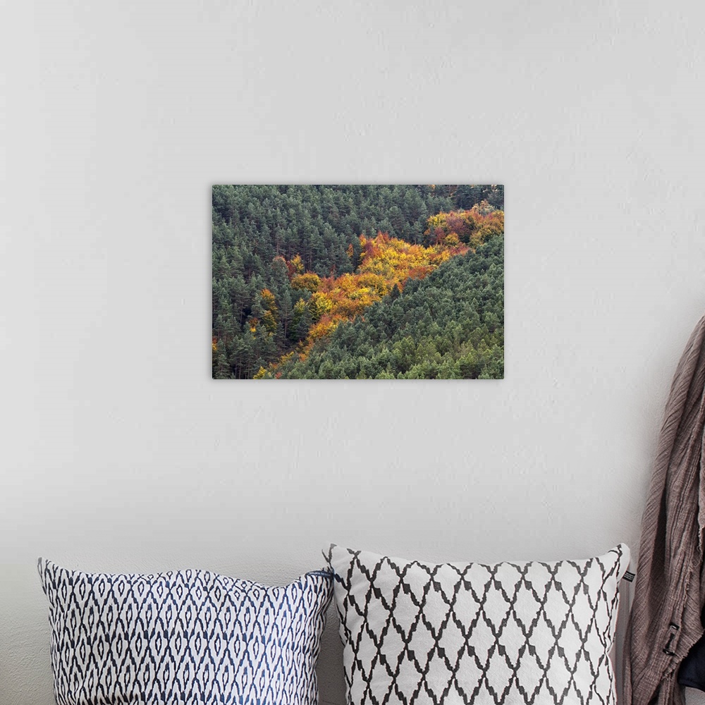 A bohemian room featuring A photograph of a small patch of tree in dense forest starting to change their seasonal colors.