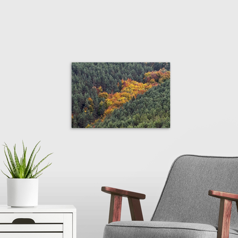 A modern room featuring A photograph of a small patch of tree in dense forest starting to change their seasonal colors.