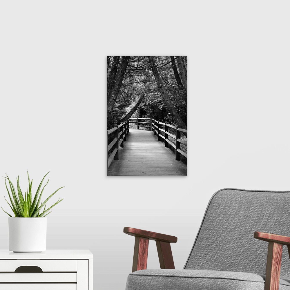 A modern room featuring Black and white photograph of a wood plank walkway through a cedar forest.