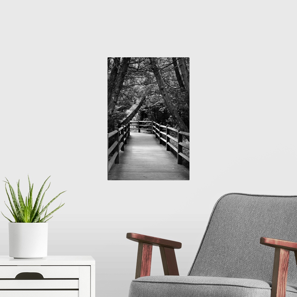 A modern room featuring Black and white photograph of a wood plank walkway through a cedar forest.
