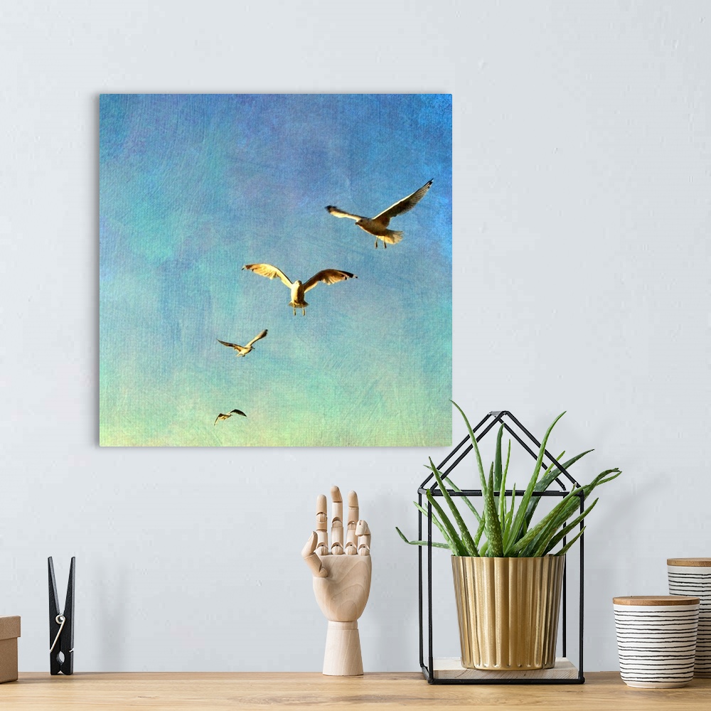 A bohemian room featuring Four sea gulls flying in a row in the morning light.