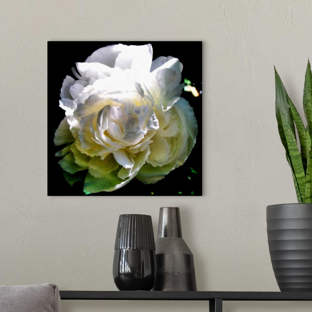 A modern room featuring White Peony in Morning Sun II