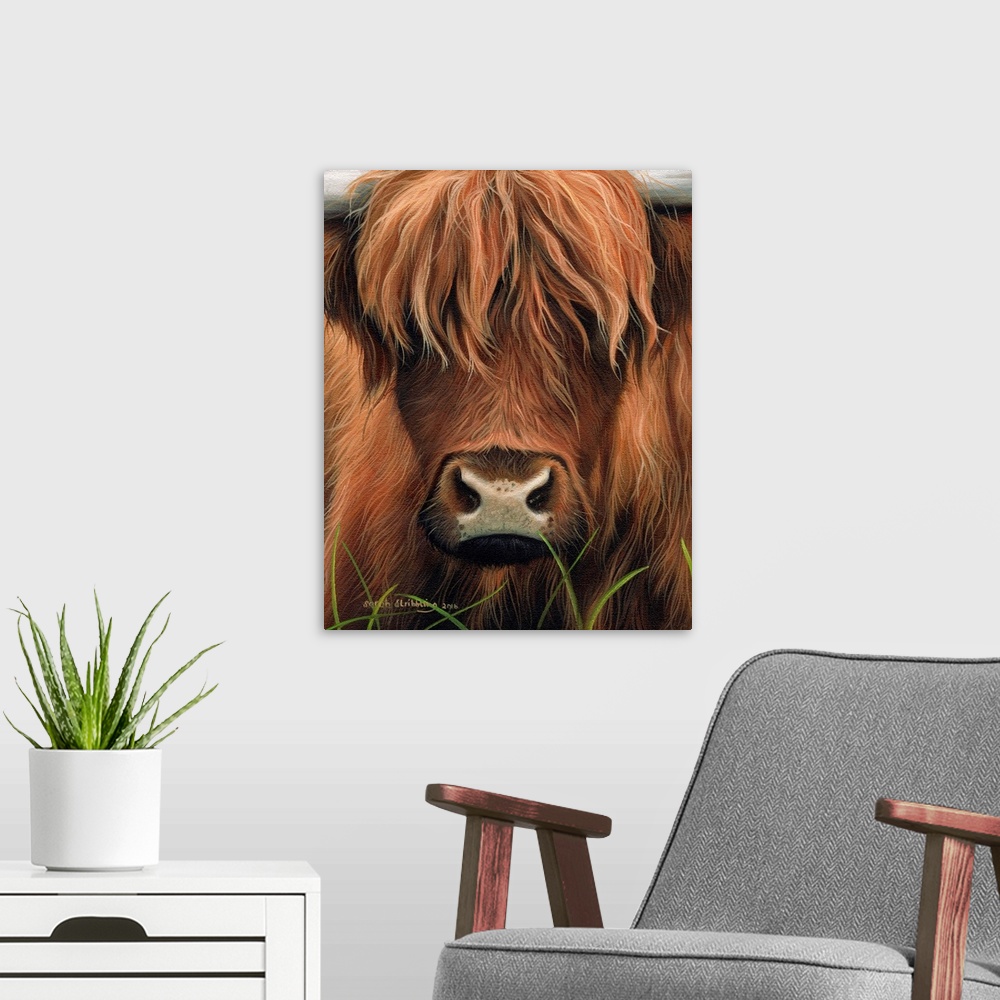 A modern room featuring Portrait of a highland cow with shaggy fur.