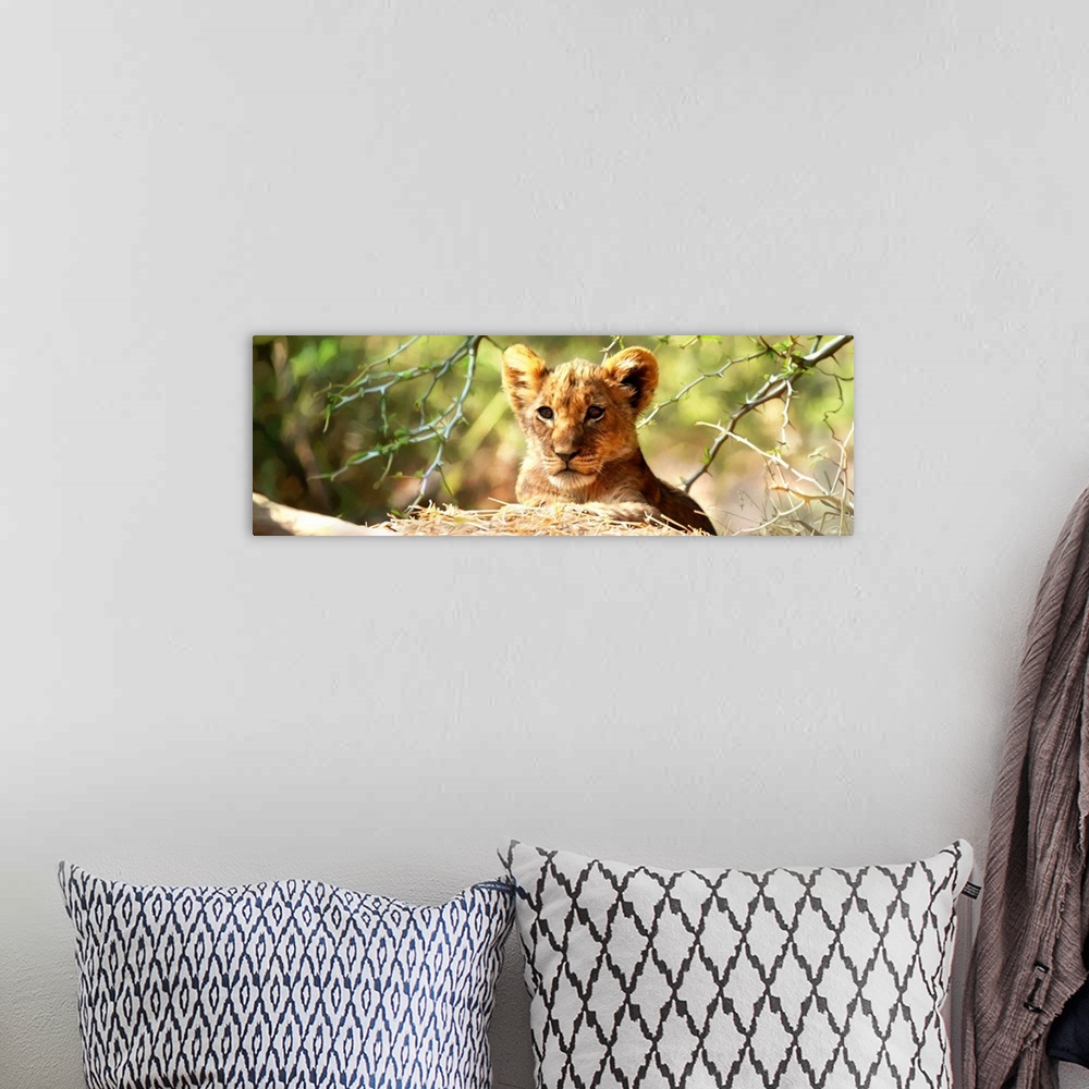 A bohemian room featuring Contemporary animal art of a baby lion ready to pounce on its prey.