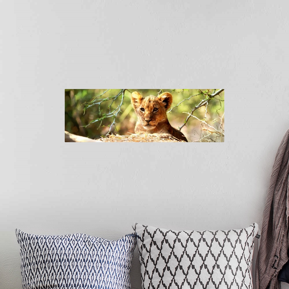A bohemian room featuring Contemporary animal art of a baby lion ready to pounce on its prey.