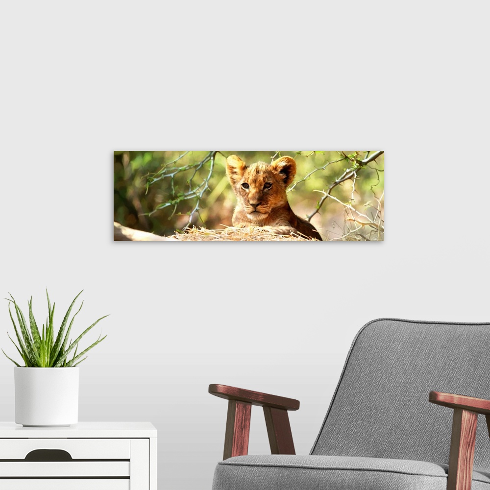 A modern room featuring Contemporary animal art of a baby lion ready to pounce on its prey.